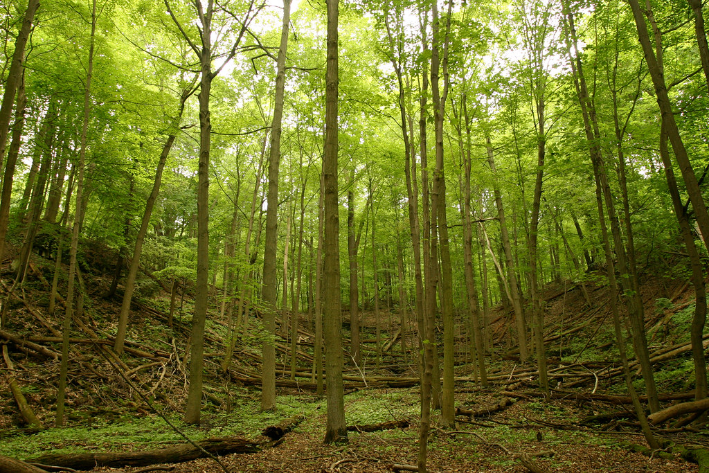 The Hidden Language of Trees: How Forests Communicate Underground